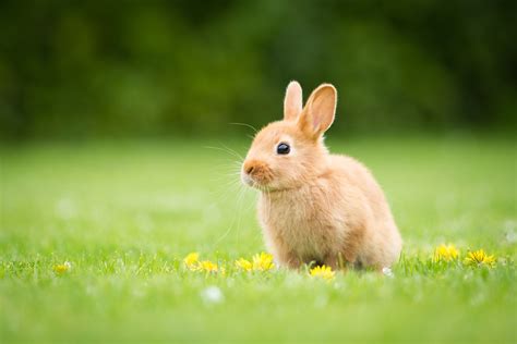 Download Baby Animal Depth Of Field Animal Rabbit Hd Wallpaper