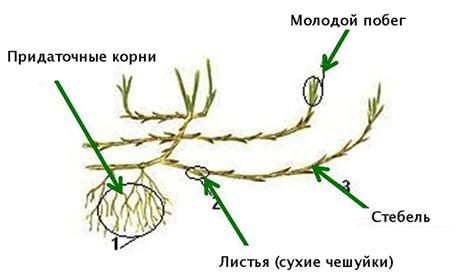 Корневище отличается от корня