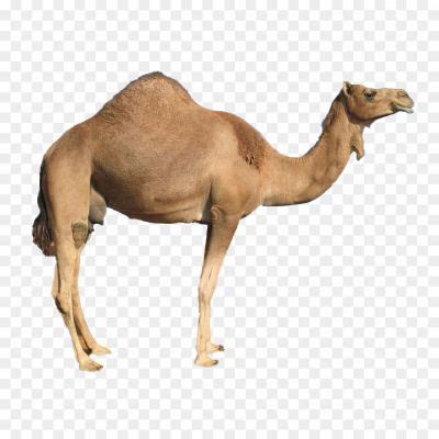 Camels PNG Background Pngsource