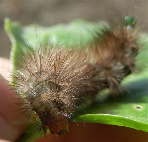 Wildlife on our allotment: Buff Ermine Moth caterpillar