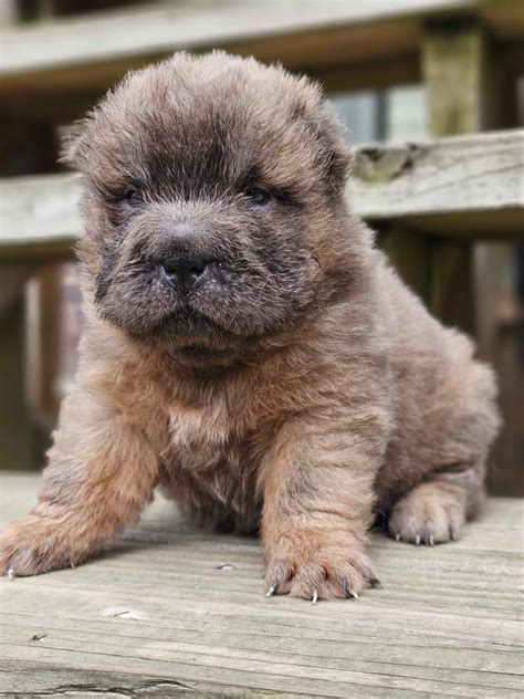 Available Puppies Welcome To Zealous Blue Shar Pei