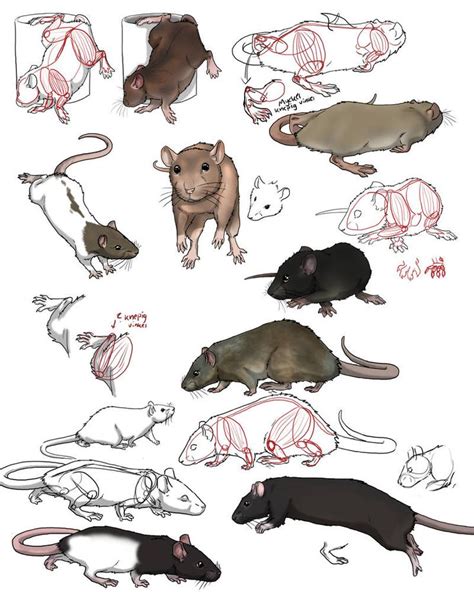 Practise On Rats By Swegizmo On Deviantart Animal Sketches Animal