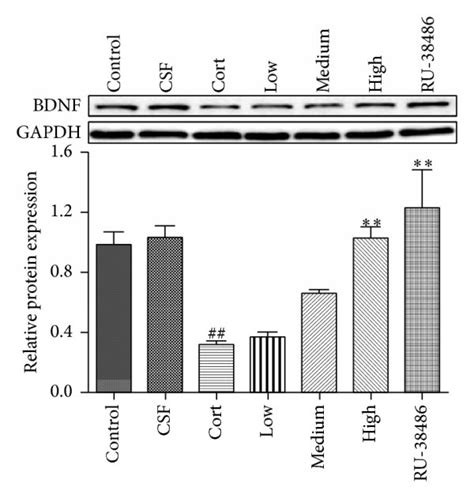 The Effects Of Xys On The Protein Levels Of Caveolin A Gr B