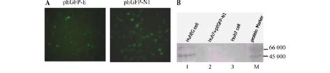 Expression Of Egfp And Gbv C E2 In Huheg Cells A At 24 H Download