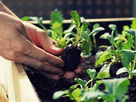 C Mo Hacer Un Huerto Urbano Con Palets Y Qu Plantar Aldi