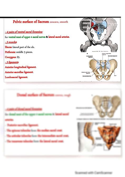 SOLUTION Pelvic Wall Anatomy Studypool