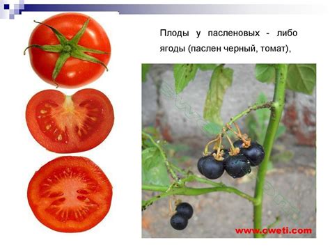 Семейство паслёновые - презентация онлайн