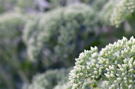 Un montón de flores blancas de Hylotelephium telephium con hojas y