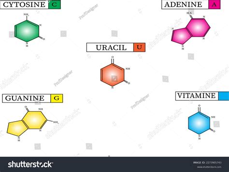 Vector Image Of Differences Between Rna And Dna Royalty Free Stock