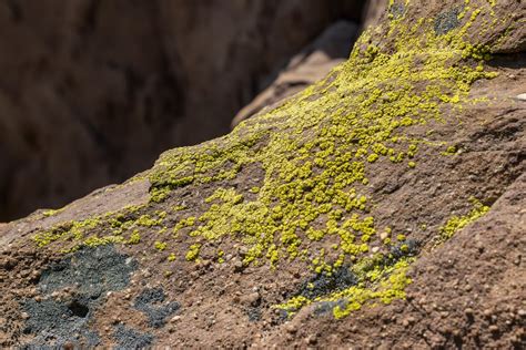 Green Rock Lichens · Free Stock Photo