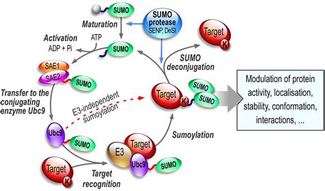 Frontiers Sumoylation In Synaptic Function And Dysfunction