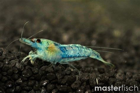 Blue Shrimp Sakura Neocaridina Davidi Heteropoda Var Sakura Blue