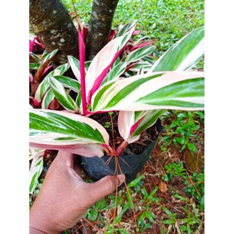 Jual Calathea Maranta Bali Tanaman Hias Shopee Indonesia