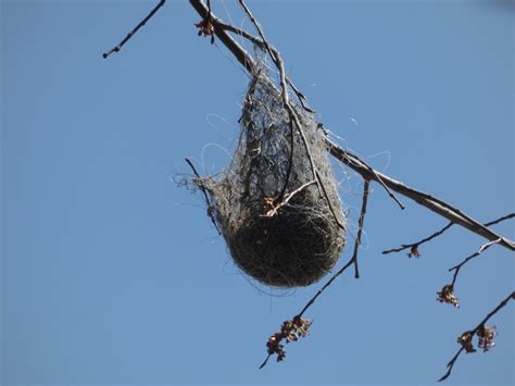 Best of Bird Nests – Young Naturalists Club