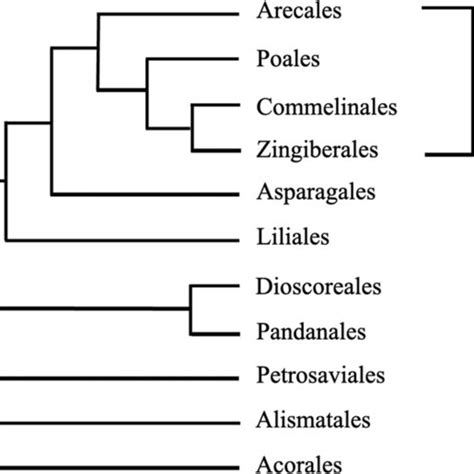 A Single Letter Codes To Describe Xyloglucan Side Chains Mentioned In