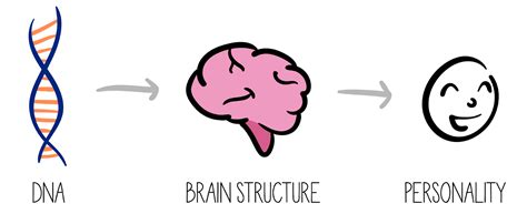 Biological Theory Of Personality Mnemonic For Mcat