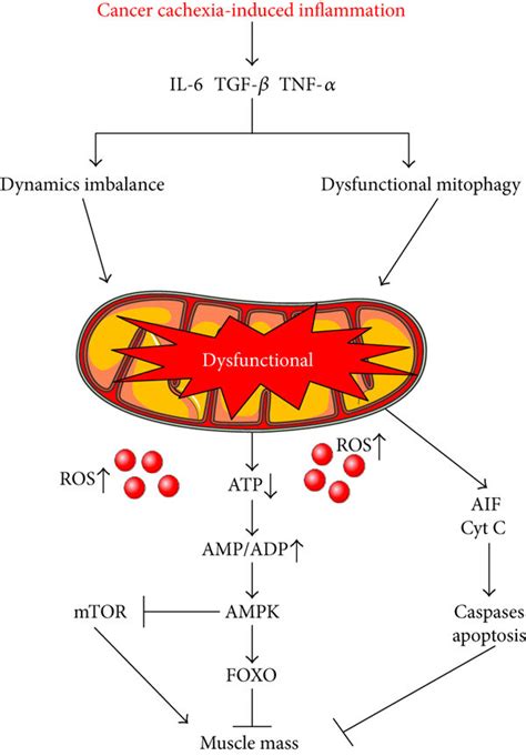 Mitochondrial Dysfunction In Skeletal Muscle Negatively Regulates