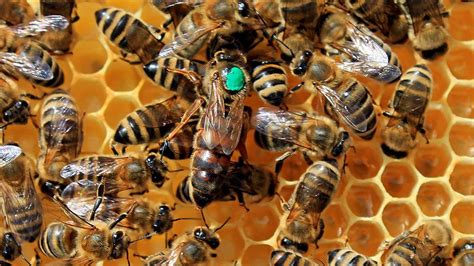 El Conjunto De Huevos De La Abeja Reina Todo Lo Que Necesitas Saber