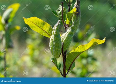 Glade In Forest Of Green Pods Asclepias Syriaca With Seeds Common