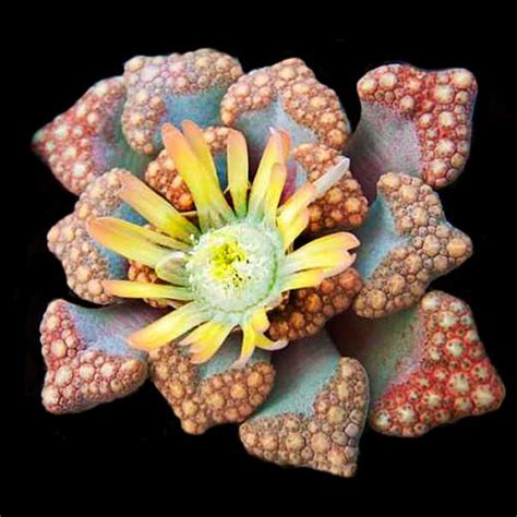 120 Sementes Suculenta Titanopsis Mix Lithops Shopee Brasil