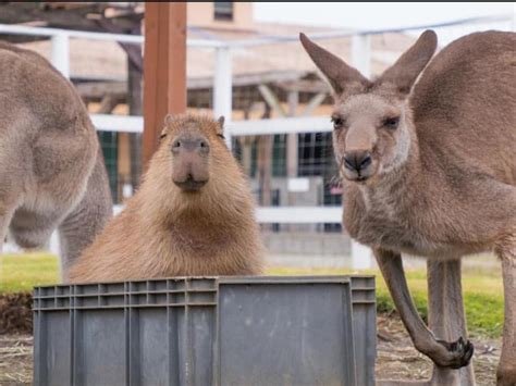 Capybara and friend : capybara