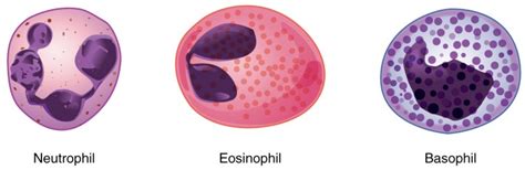 Leukocytes and Platelets | Anatomy and Physiology