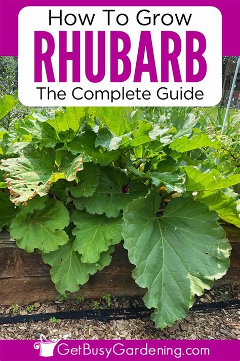 How To Grow Rhubarb At Home - Get Busy Gardening