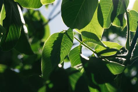 Walnut Fiori Di Bach Le Propriet Del Fiore Ohga