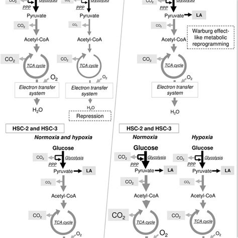 Schematic Diagram Showing The Metabolic Effects Of The Environmental Download Scientific