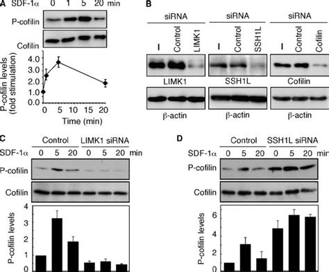 Sdf Induced Changes In P Cofilin Levels Are Regulated By Limk And