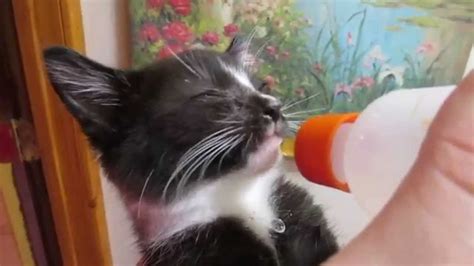 Kitten Drinking From Bottle Youtube