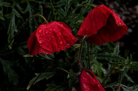 Raindrops on flowers on Behance