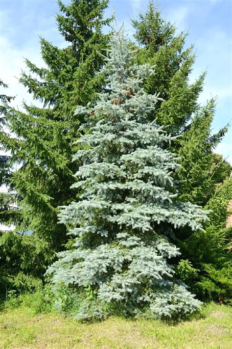 Douglas Fir Tree For Sale Trees