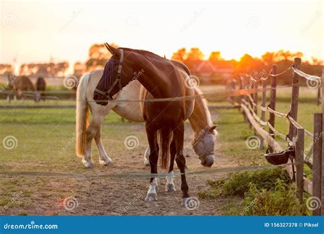 Herd of Horses in the Sunset Stock Photo - Image of animal, meadow: 156327378