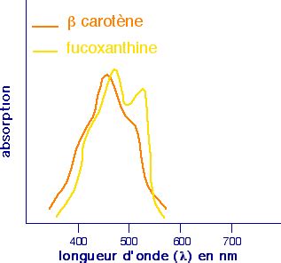 Xanthophylle Spectre D Absorption