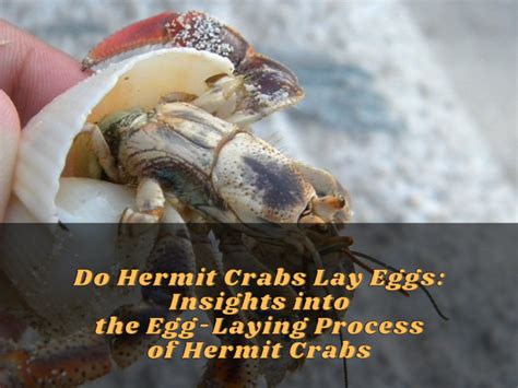 How Long Do Hermit Crabs Live Best Tips For Hermit Crab Lovers