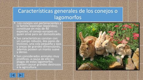 Ppt Caracter Sticas Espec Ficas Del Conejo Powerpoint Presentation