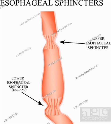 Upper Sphincter Of Esophagus Lower Cardiac Esophageal Sphincter Stock