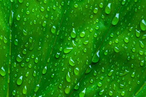 Hd Wallpaper Micro Photography Of Water Drops Macro Leaf Green