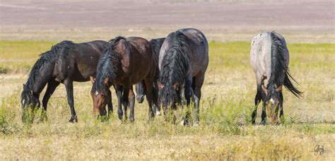 wild horses 25 may-7610 - Photography of Wild Horses - Onaqui Herd