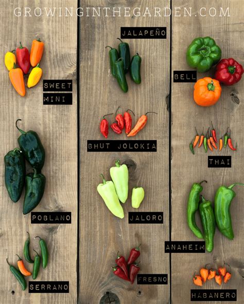 https://growinginthegarden.com/wp-content/uploads/2019/05/Pepper-Varieties-Types-of-Peppers ...