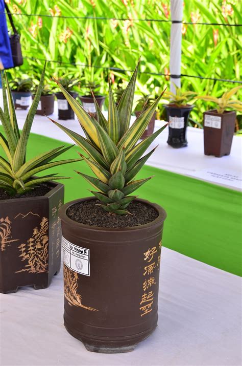 Sansevieria Pinguicula Variegated Gregoriuz Flickr