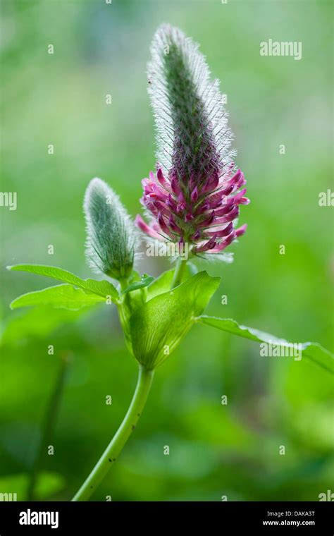 Red Trefoil Stock Photos And Red Trefoil Stock Images Alamy