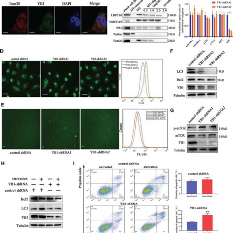 Yb Participated In Balancing Autophagy And Cell Apoptosis A The