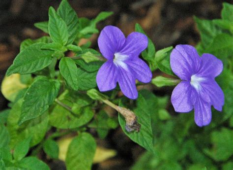 Броваллия — выращивание и уход, покупка | Global Flowers