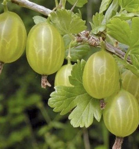 Groseille A Maquereaux Ribes Uva Crispa Invicta P Pini Re