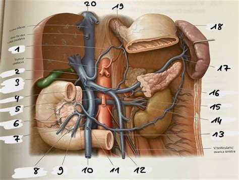 Ven Se Drainage Von Pancreas Und Milz Flashcards Quizlet