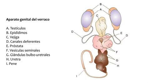 Sistema Reproductor De Macho Y Hembra Porcinos PPT