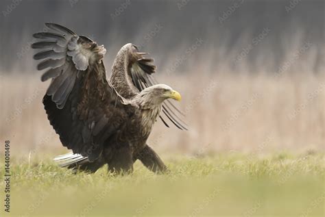 White Tailed Eagle Halieetus Albicilla Foto De Stock Adobe Stock