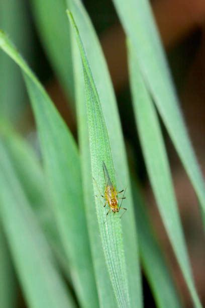 180+ Corn Aphid Stock Photos, Pictures & Royalty-Free Images - iStock